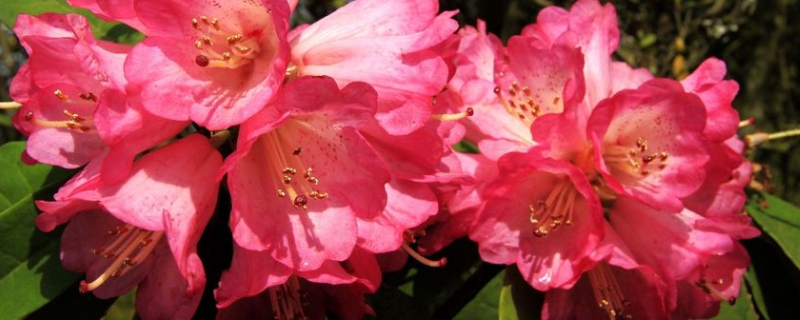 杜鹃花怎么养家庭养法（西洋杜鹃花怎么养家庭养法）