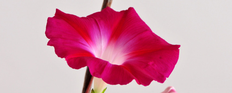 牵牛花怎么种（牵牛花怎么种植）