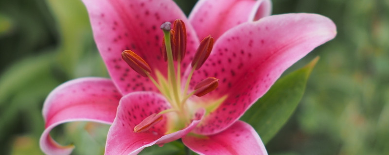 香水百合耐寒吗 香水百合耐寒不?