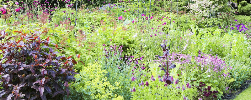 紫罗兰有毒吗适合在室内养吗 紫罗兰有毒吗,紫罗兰可以放在卧室吗?