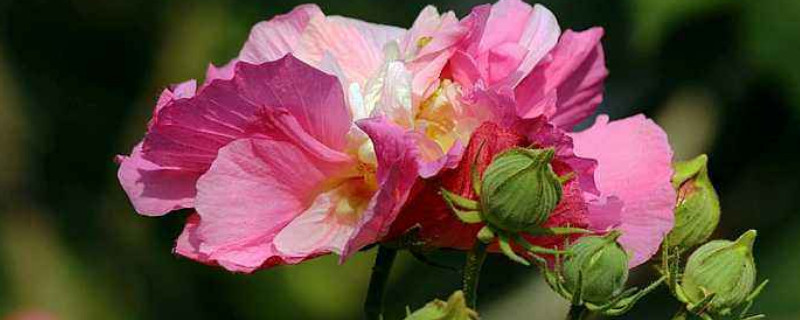 芙蓉花施肥多少为宜 芙蓉花施什么肥