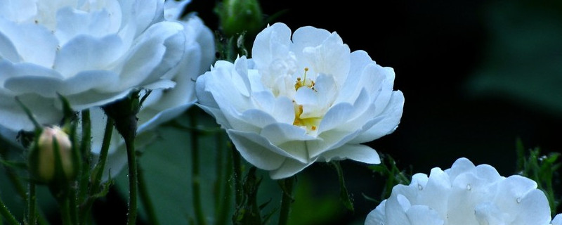 蔷薇花招虫子吗 蔷薇花招虫子怎么办