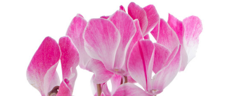 仙客来如何爆盆 仙客来爆盆的小技巧