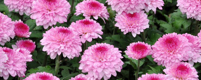 菊花冬天怎么过冬保护(冬天的菊花怎么养护)