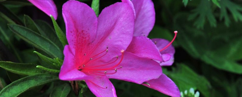 杜鹃花第二年还会开吗（杜鹃花能开几年）