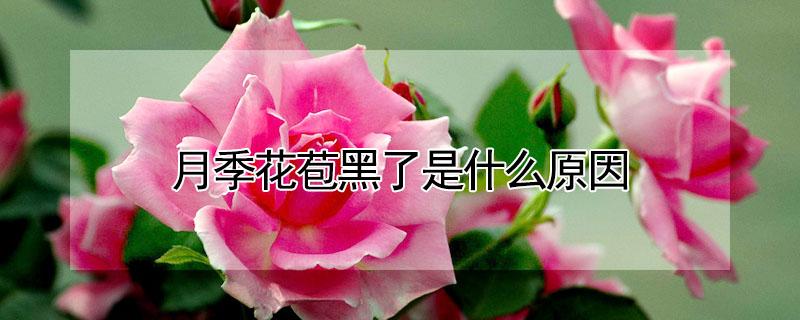 月季花苞黑了是什么原因(月季花苞有黑斑)