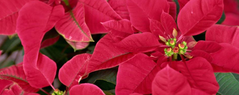 一品红和红掌是一种花吗 一品红和红掌是一种花吗?