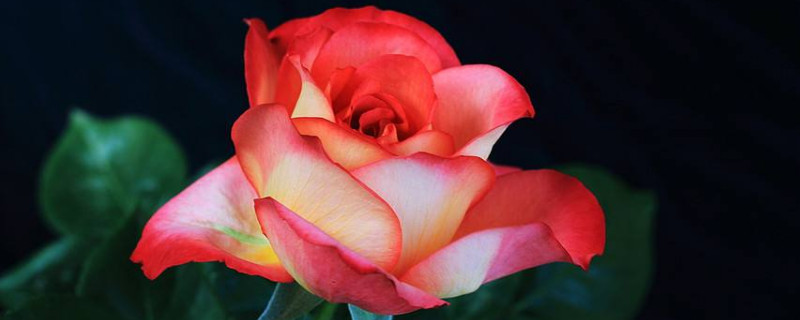 月季如何扦插(月季如何扦插繁殖?我来教你)