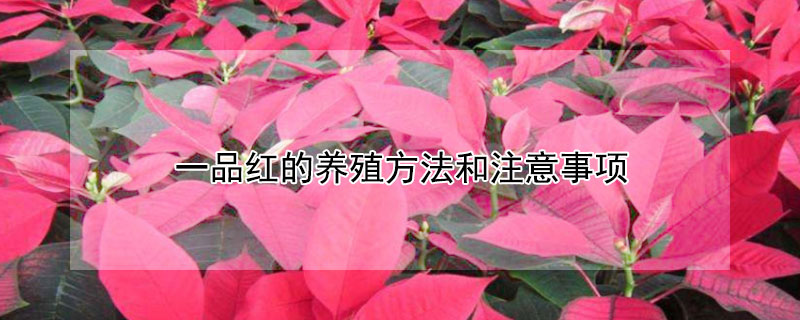一品红的养殖方法和注意事项 一品红的养殖方法和注意事项有哪些