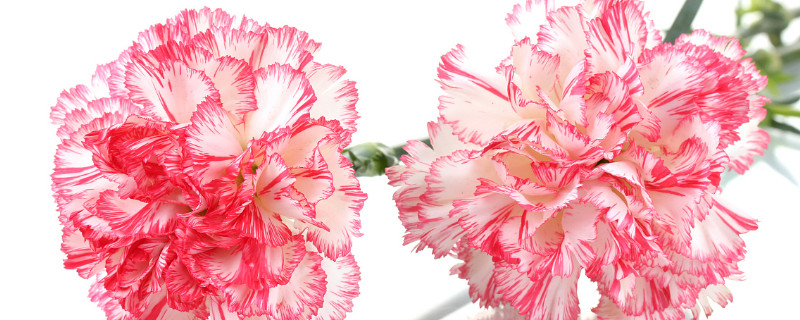 盆栽康乃馨可以地栽吗 康乃馨可以地栽吗图片