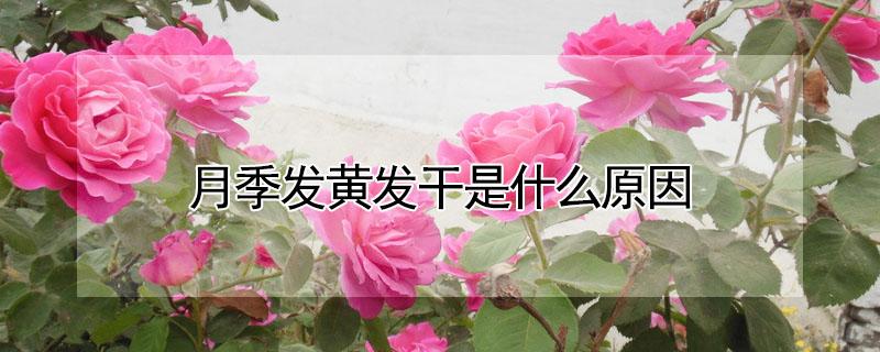 月季发黄发干是什么原因（月季枝干变黄是怎么回事）