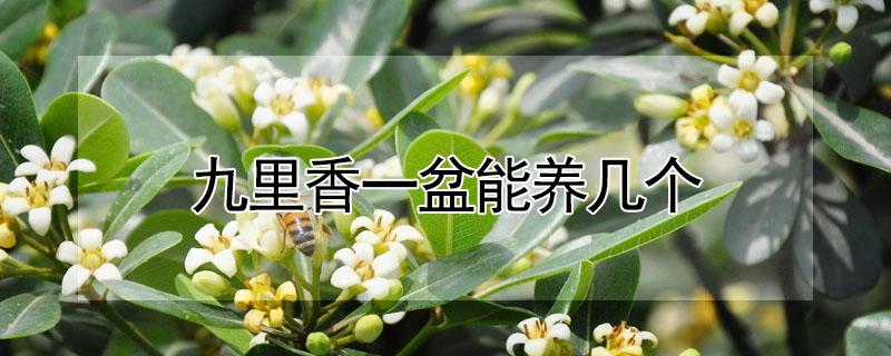 九里香一盆能养几个 九里香盆栽需多大的盆
