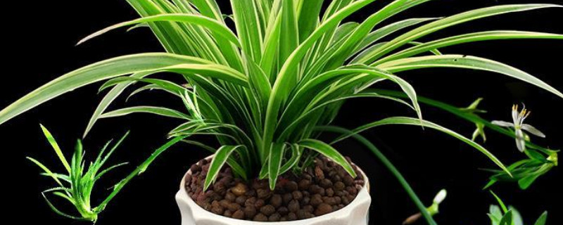 夏季如何养吊兰(冬天养吊兰怎么养)