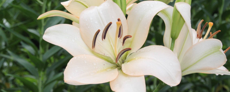 百合花长虫了怎么办 百合花上有虫怎么处理