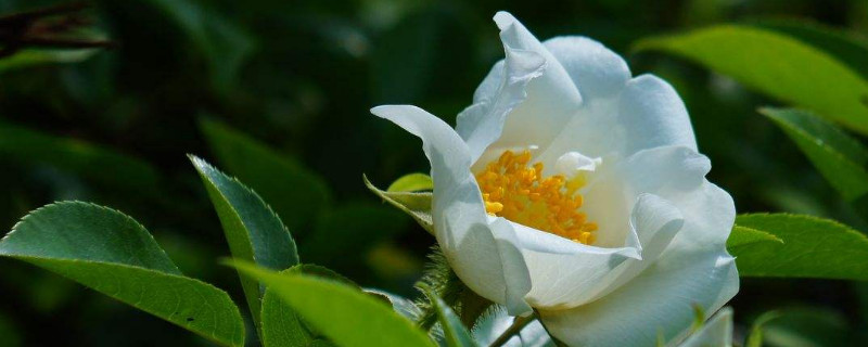 金樱子开花有蜜吗 金樱子有一种开红花的金樱子