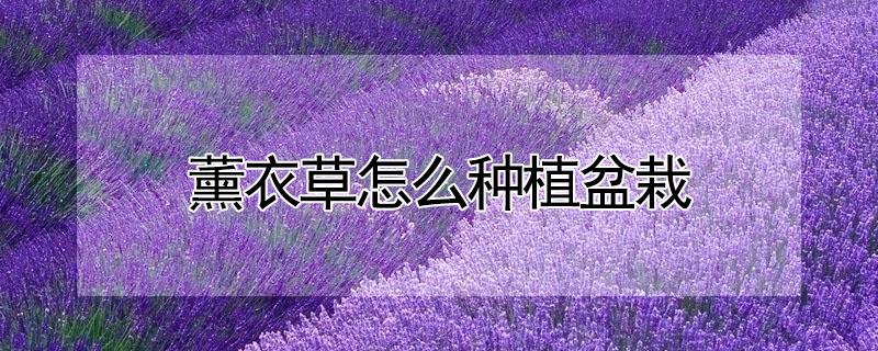 薰衣草怎么种植盆栽 薰衣草怎么种植方法