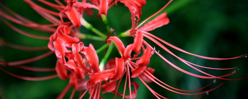 彼岸花叶子倒伏怎么办 彼岸花先花后叶是怎么办到的