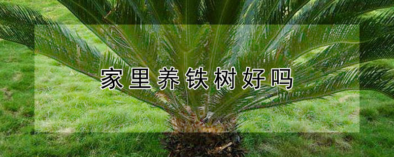 家里养铁树好吗（家里适不适合养铁树）