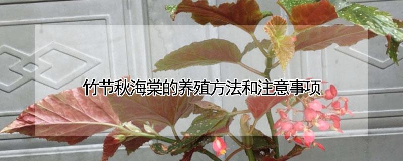 竹节秋海棠的养殖方法和注意事项 竹节秋海棠怎么养