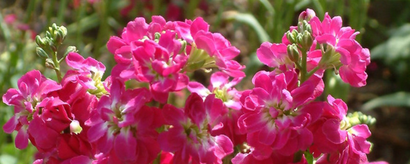 紫罗兰为啥不开花 紫罗兰花不开花怎么回事