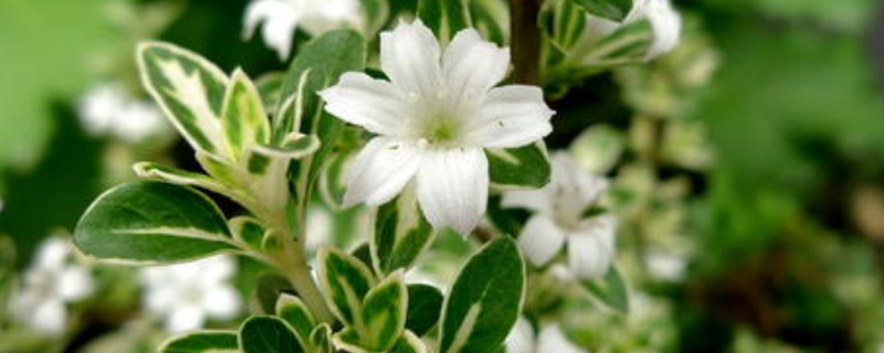 六月雪盆栽适合什么时候种 六月雪什么时间移栽好