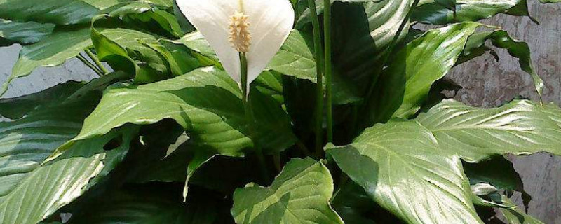 一帆风顺叶子下垂怎么办 一帆风顺叶子垂下来什么原因