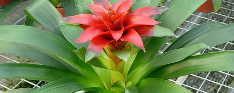 鸿运当头可以水培吗 鸿运当头的养殖方法可以水培吗