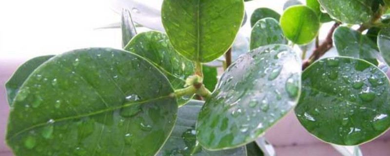 摇钱树开花有什么寓意（摇钱树寓意是什么）