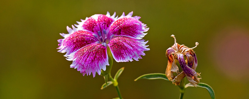 康乃馨需要打顶吗（康乃馨打几次顶）