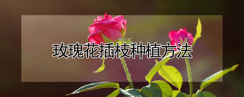 玫瑰花插枝种植方法 玫瑰花枝怎么插活