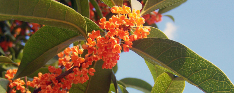 桂花是什么季节开的（桂花是什么季节开的最佳答案）