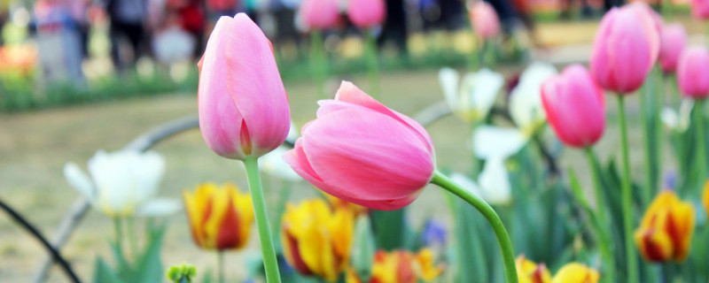 盆栽郁金香的好处和坏处 郁金香花好养吗?