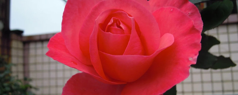 月季花快死怎么处理（月季花枯了怎么办）