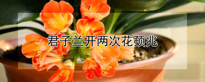 君子兰开两次花预兆(君子兰开花了是什么预兆)