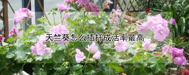 天竺葵怎么插扦成活率最高（天竺葵怎样扦插成活率高）