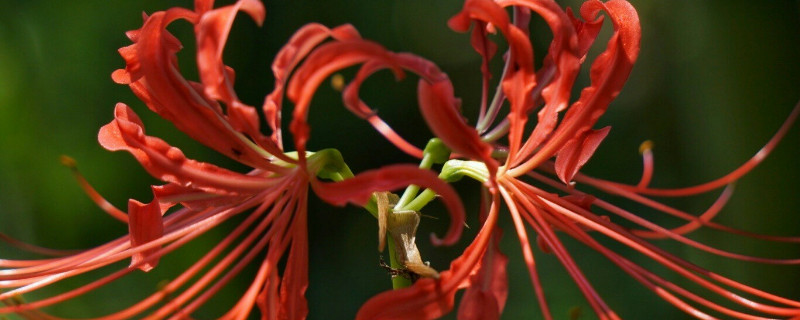 彼岸花夏天为什么不发叶子 彼岸花夏天长叶子