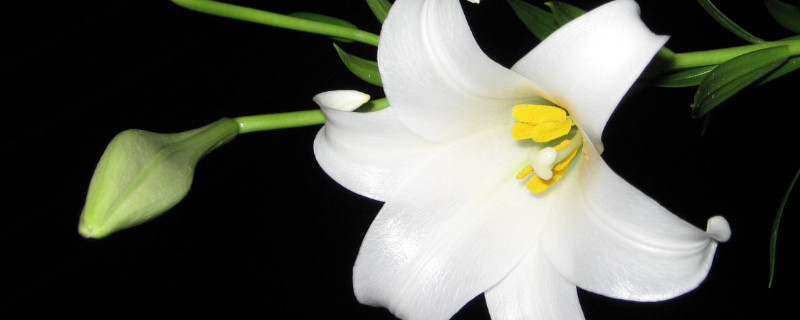 百合花长出花苞几天开花 百合花结苞后多久开花