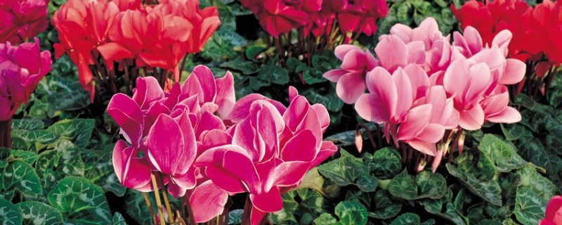 仙客来怎么养家庭养法(仙客来怎么养家庭养法火线救援免费)