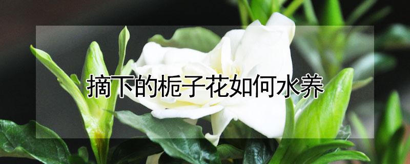 摘下的栀子花如何水养（摘下的栀子花怎么养）