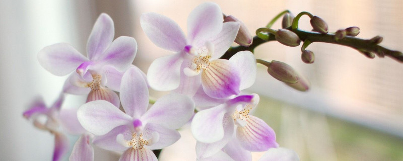 蝴蝶兰叶子破了可以修剪掉吗 蝴蝶兰叶子坏了能剪吗