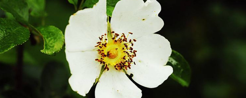 金樱子种子的种植与管理（金樱子怎样种植管理）