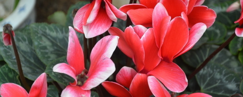 仙客来的花期多长时间 仙客来开多长时间花