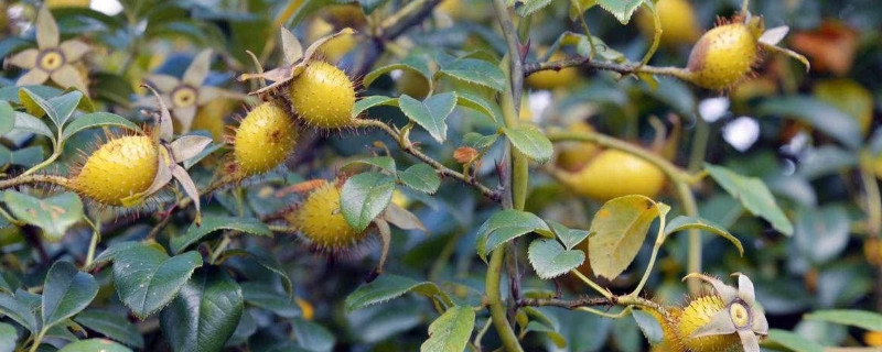 金樱子表面黄了是成熟了吗（金樱子成熟成什么颜色）