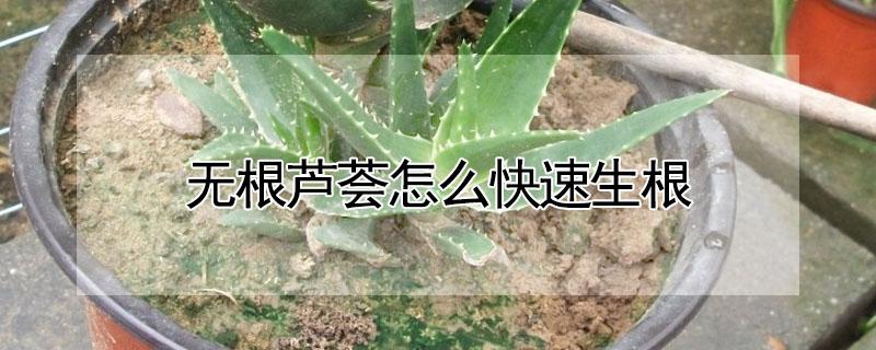 无根芦荟怎么快速生根 无根小芦荟怎么容易生根