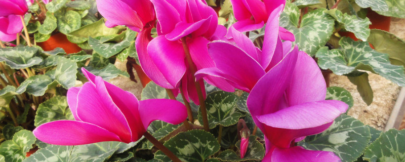 仙客来的花怎么都耷拉下来了（仙客来花蔫了怎么办）