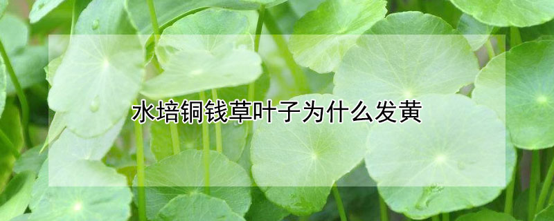 水培铜钱草叶子发黄是什么原因(水培铜钱草变黄了是怎么回事)