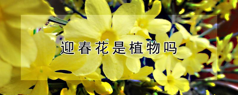 迎春花是植物吗（迎春花是不是植物类）