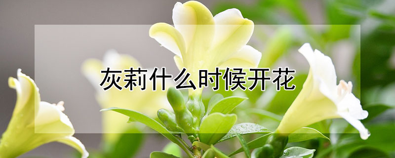 灰莉什么时候开花 灰莉生长几年才开花