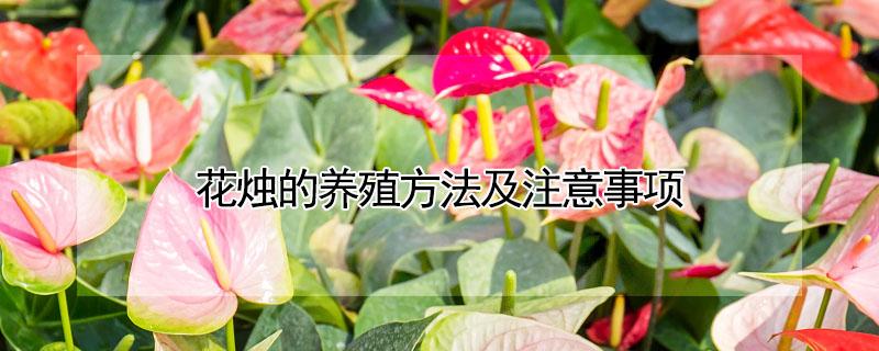 花烛的养殖方法及注意事项（水晶花烛的养殖方法及注意事项）