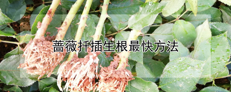 蔷薇扦插生根最快方法（蔷薇扦插生根多久可以移栽）